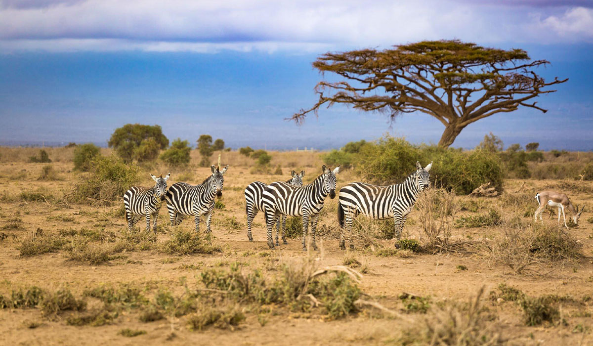 South Africa Wildlife Adventure: Up Close and Personal with Nature