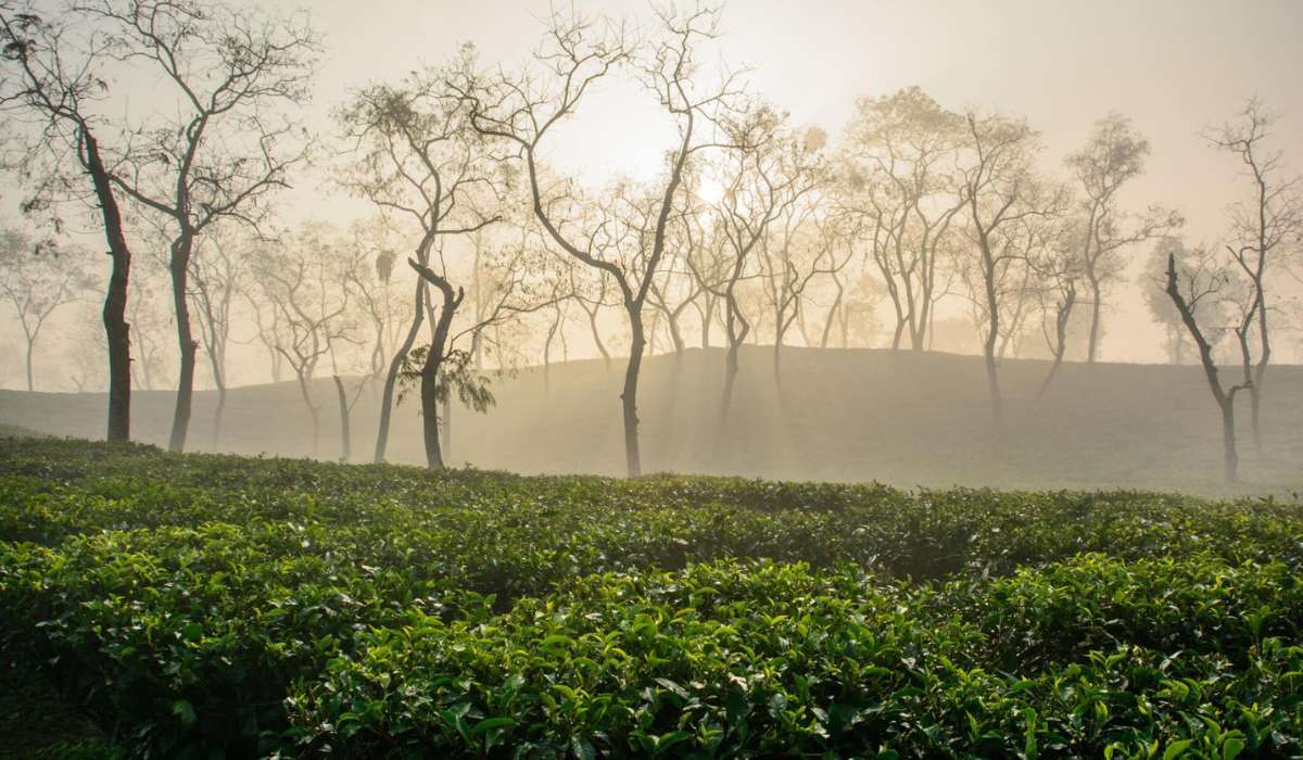 Beautiful Tea Gardens in Sylhet, Bangladesh