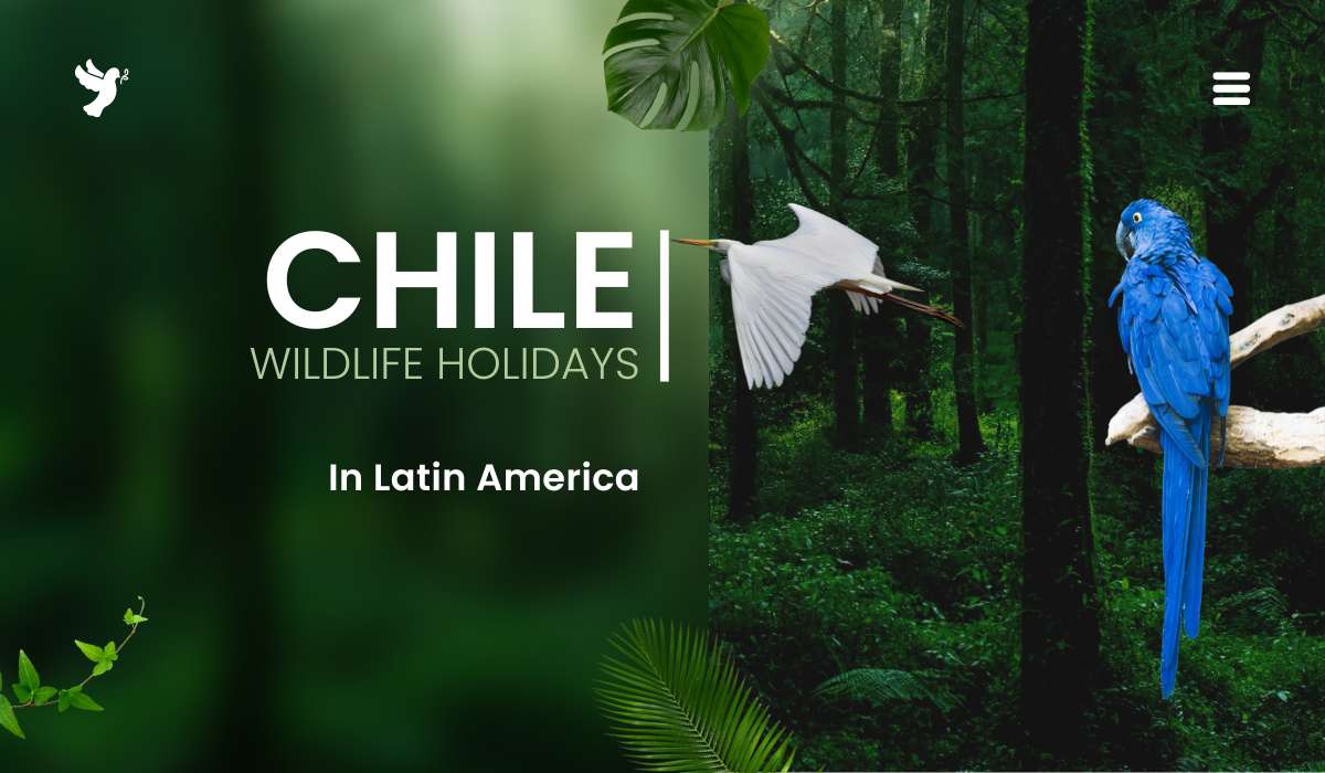 Chile wildlife holidays in Latin America