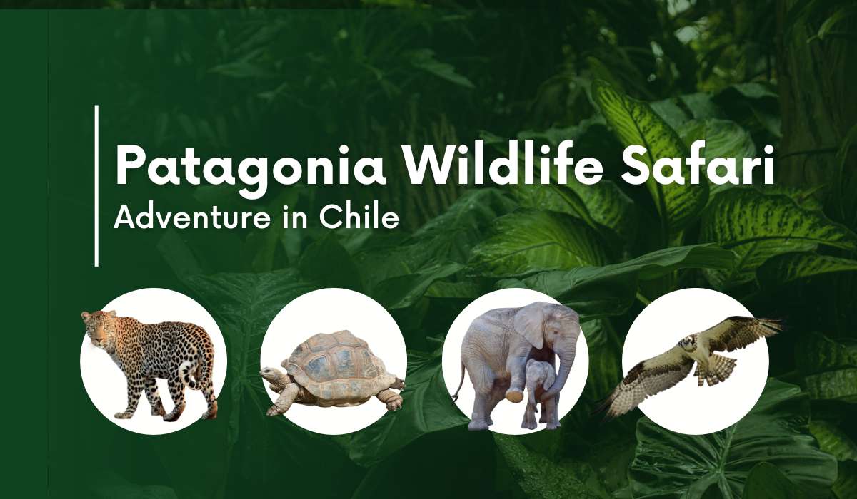 A Patagonia Wildlife Safari Adventure in Chile