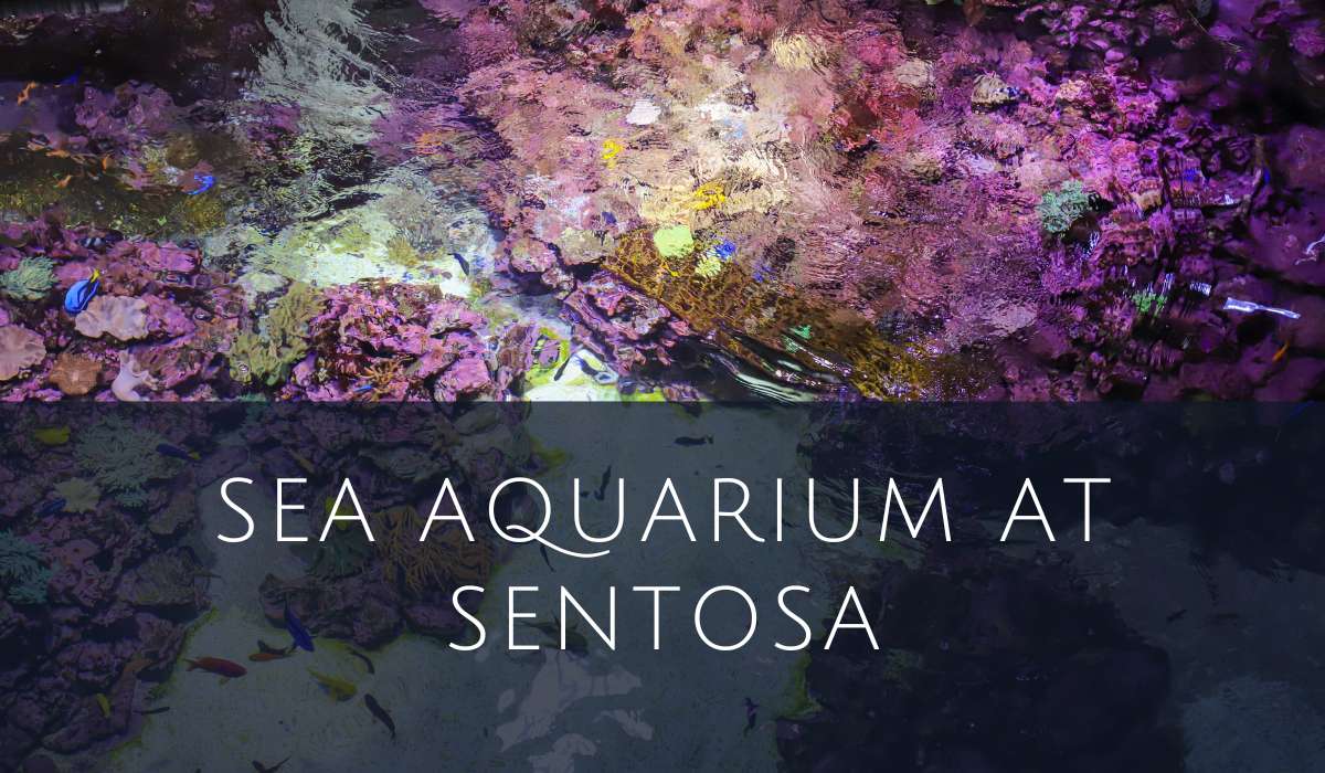 SEA Aquarium at Sentosa | A Marine Wonderland